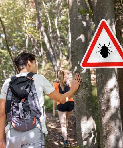 ¿Qué es la enfermedad de Lyme? Causas, síntomas y tratamiento