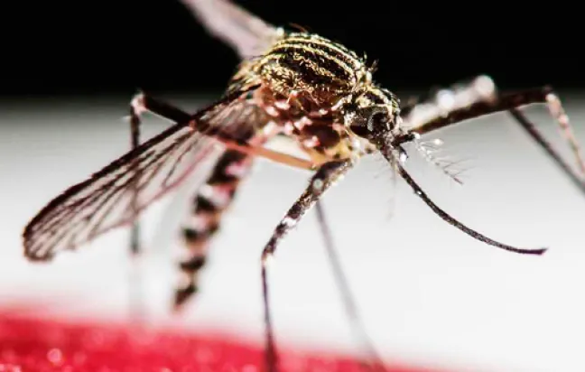 Las farmacias actúan contra el virus Zika Las farmacias actúan contra el virus Zika